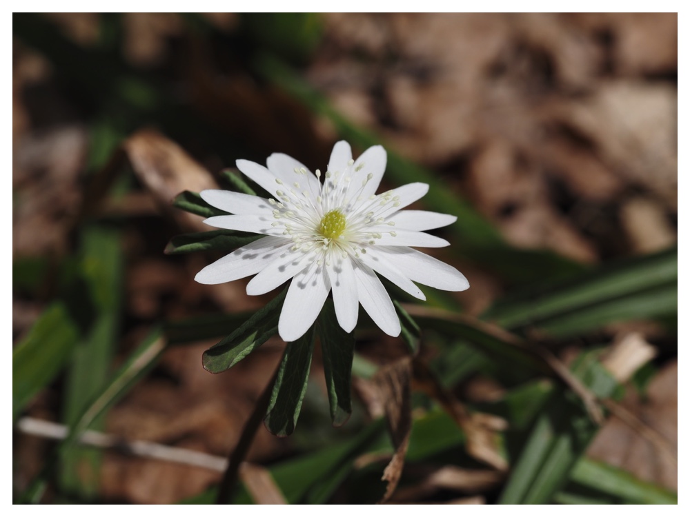 260405_Frog-egg_33