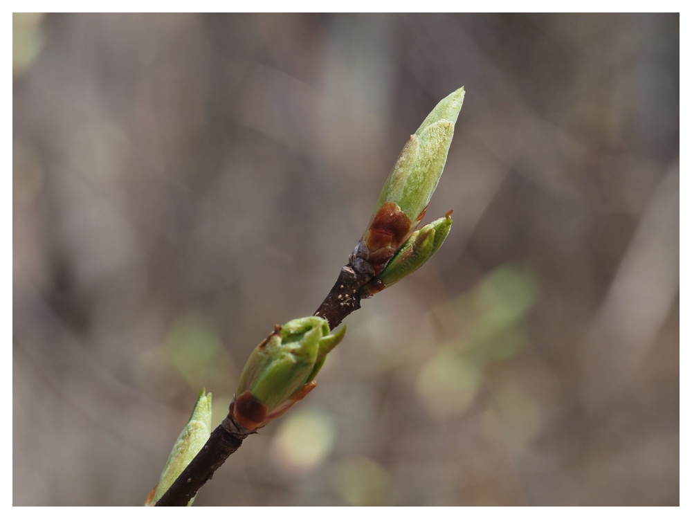 260405_Frog-egg_36