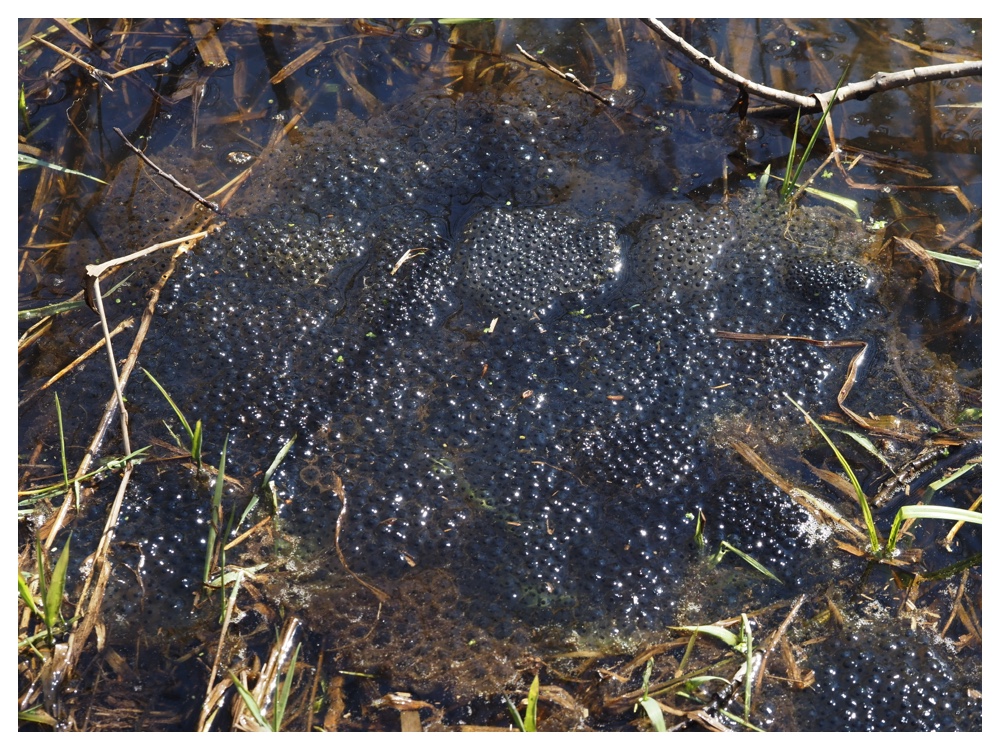 260405_Frog-egg_6