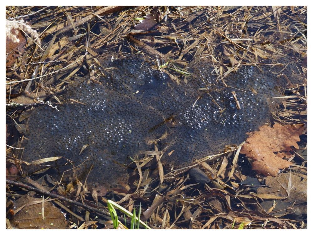 260405_Frog-egg_7