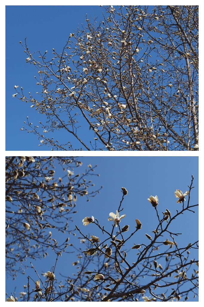 260408_Obihirogawa_2