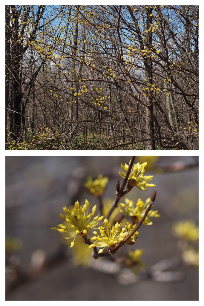 260411_Tokachi-hills_8