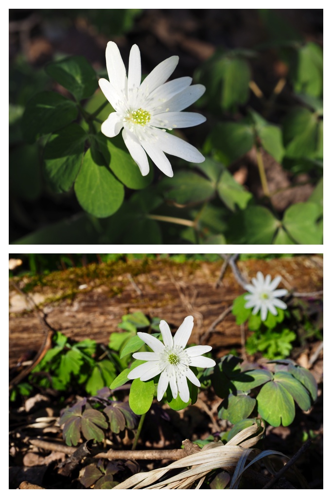 260416_Urahoroichige_15