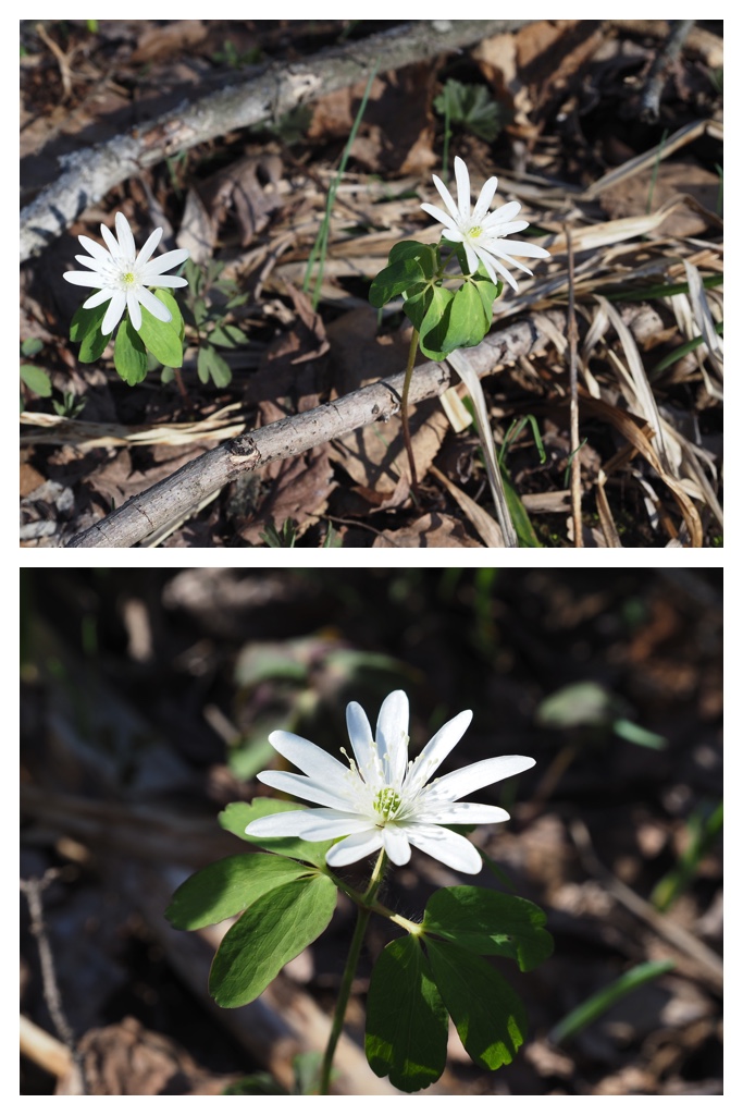 260416_Urahoroichige_16