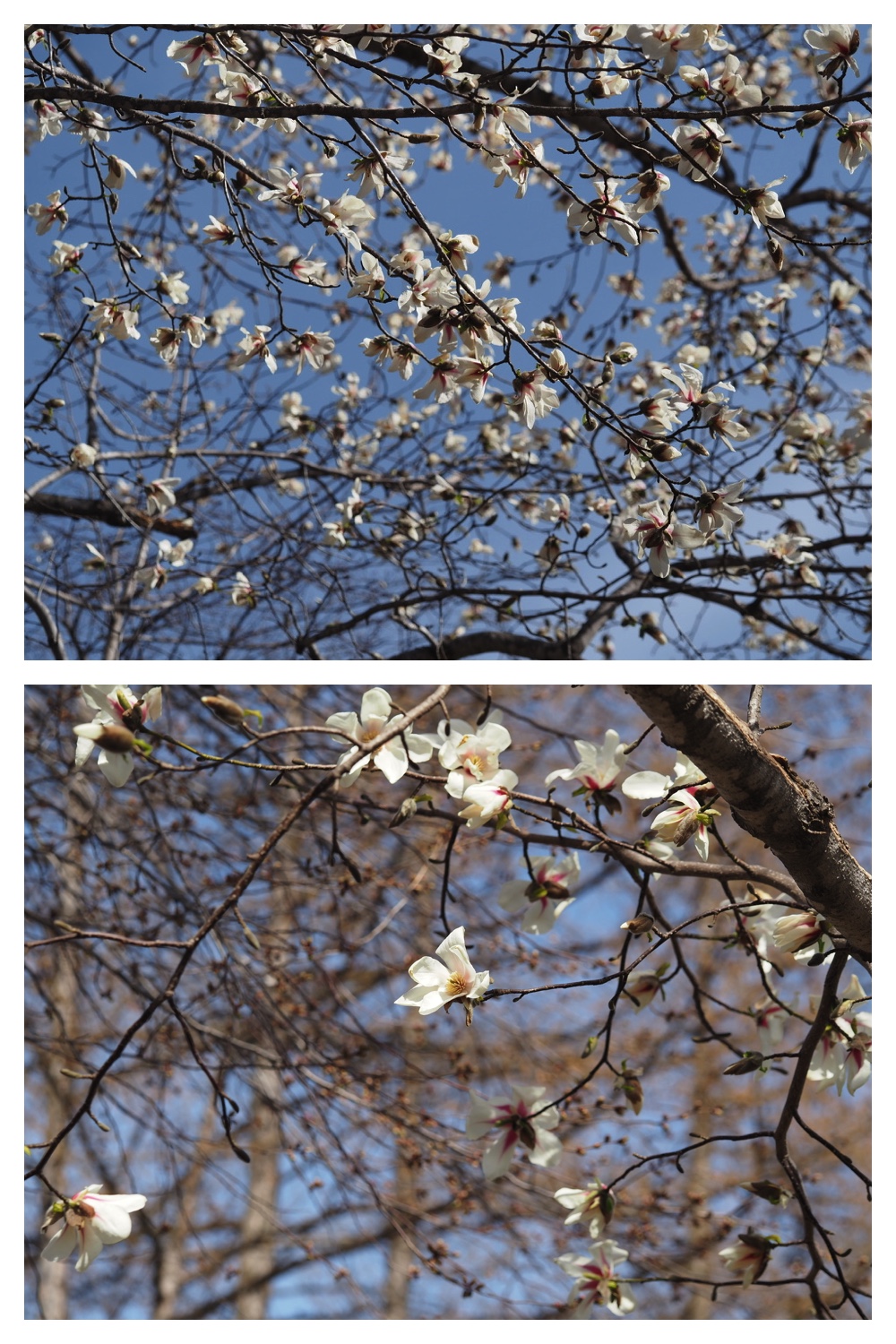 260417_Midorigaoka_17
