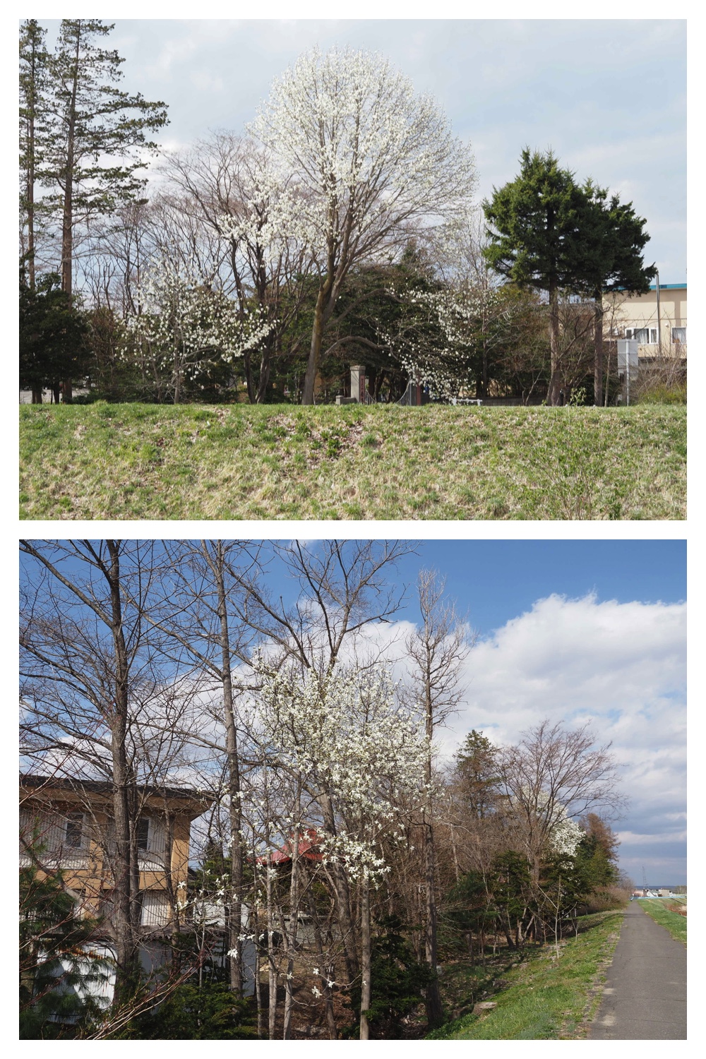260418_Sakura_1