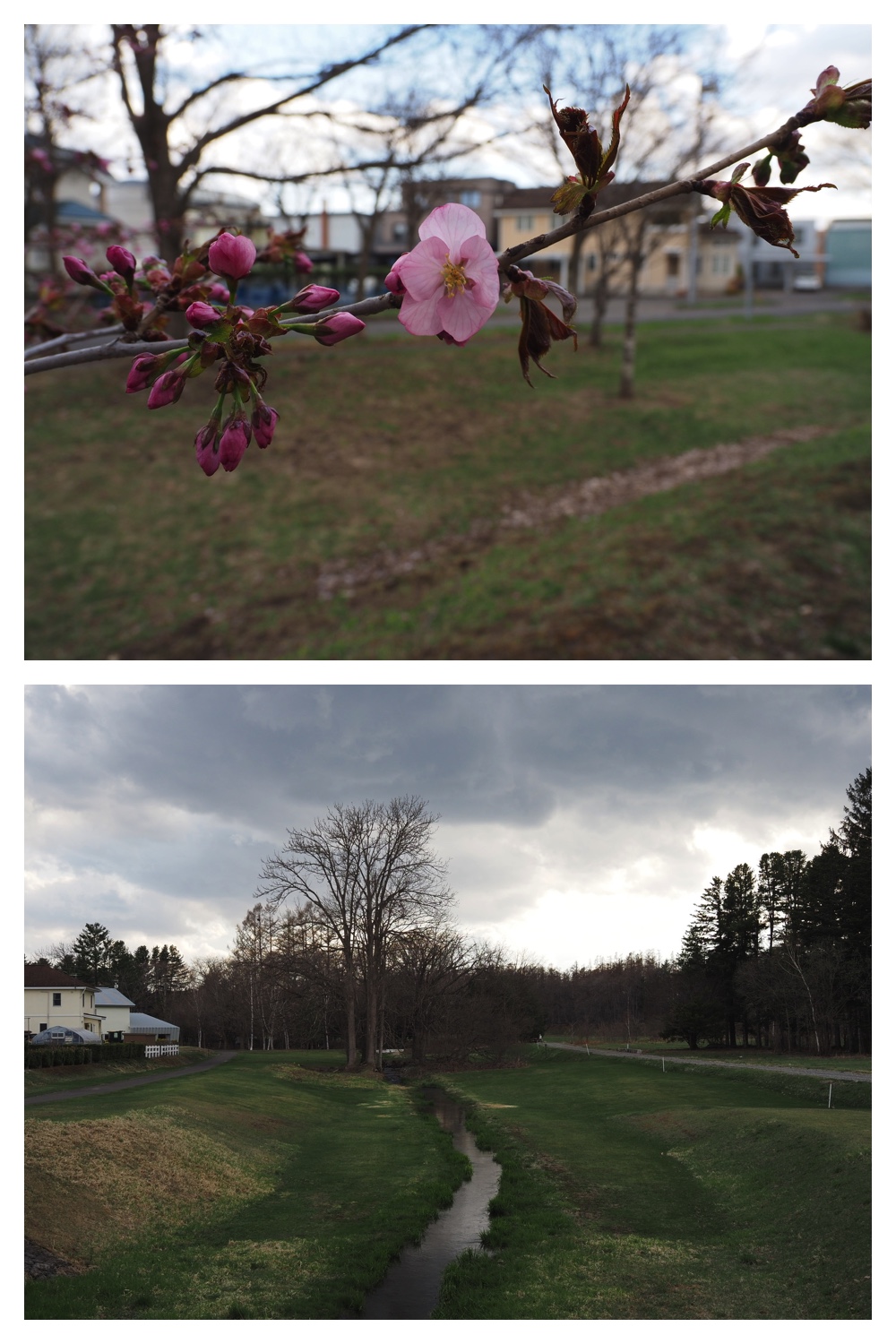 260418_Sakura_18