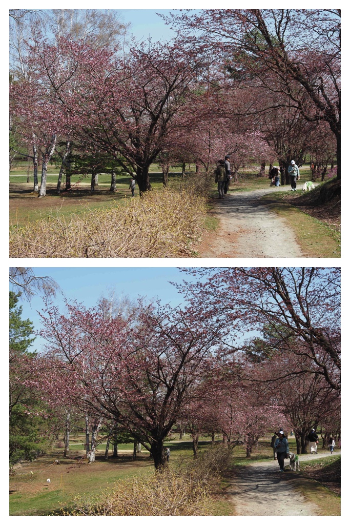 260419_Midorigaoka_10