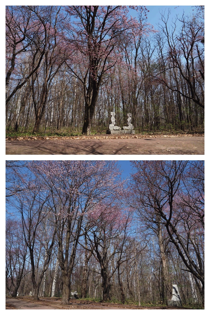 260419_Midorigaoka_15