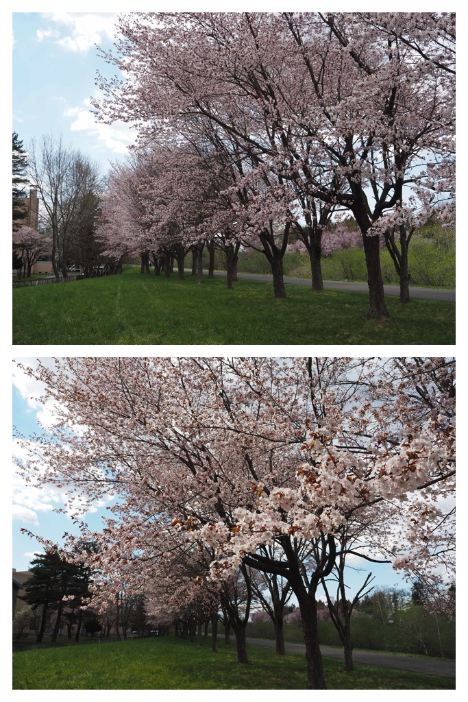 260424_Obihiro-jinja_8