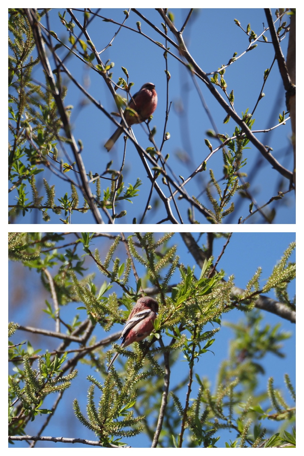 260425_Bird-survey_10
