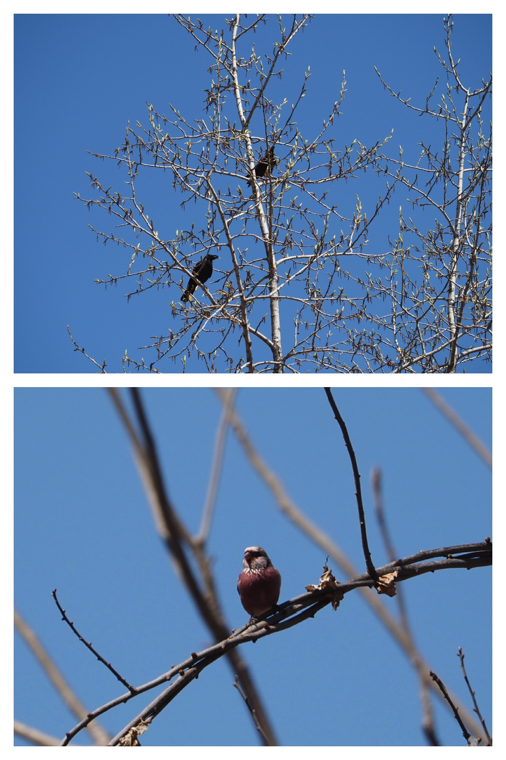260425_Bird-survey_11