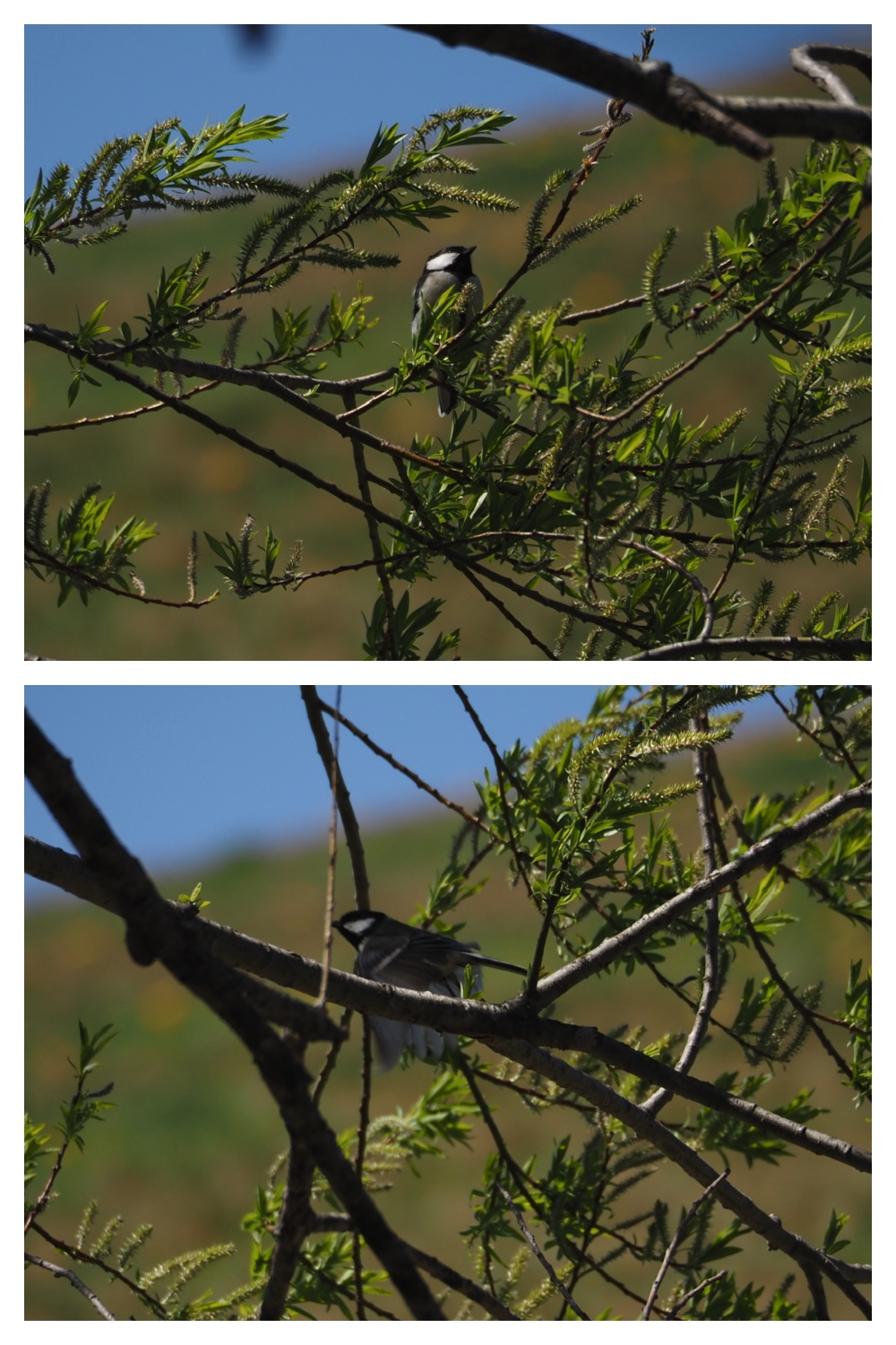 260425_Bird-survey_12