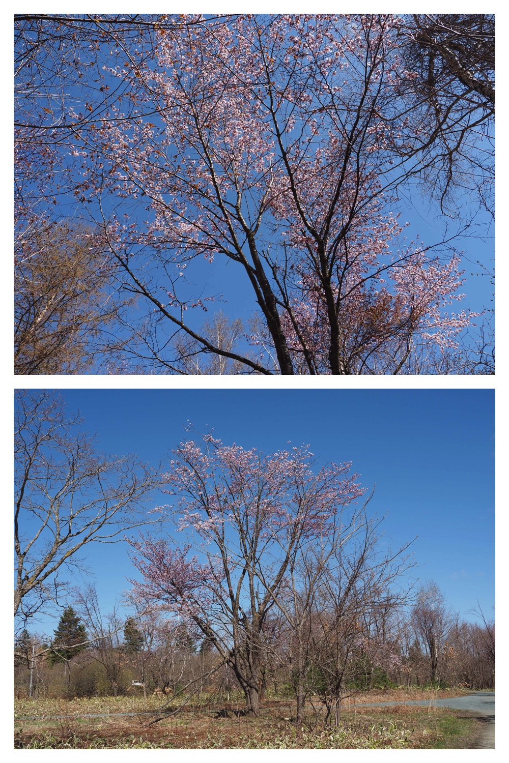 260425_Bird-survey_4