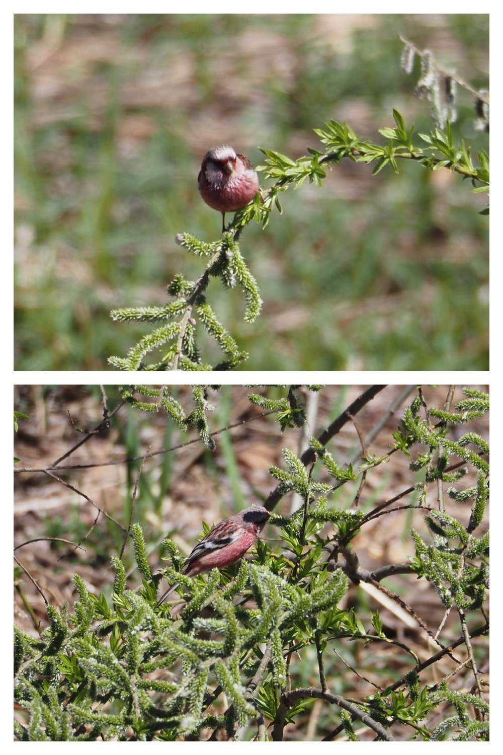 260425_Bird-survey_8