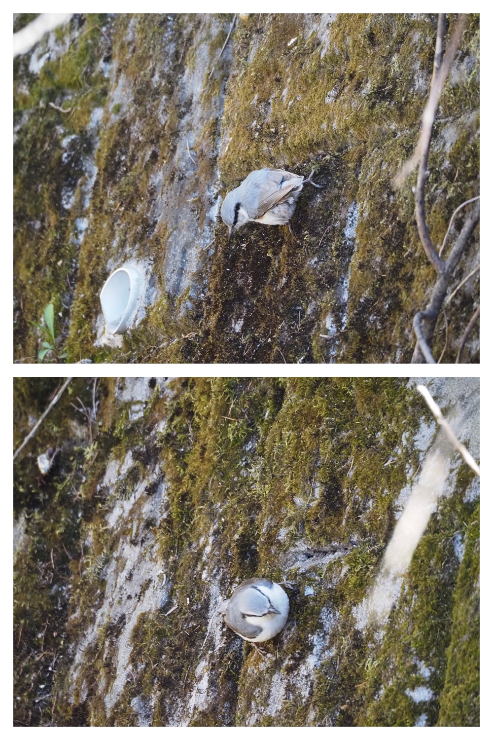 260425_Bird-survey_9
