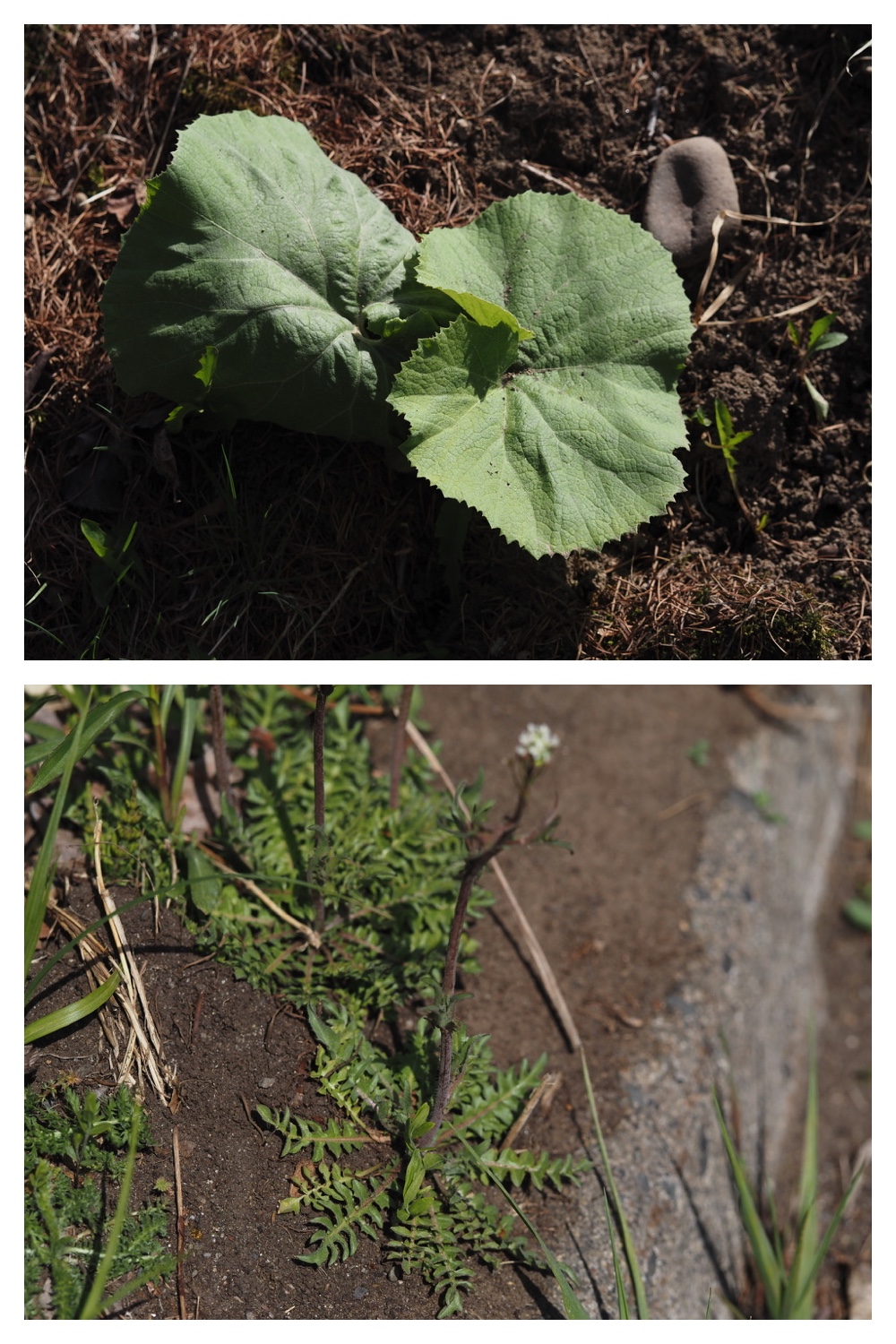 260426_Plants_1