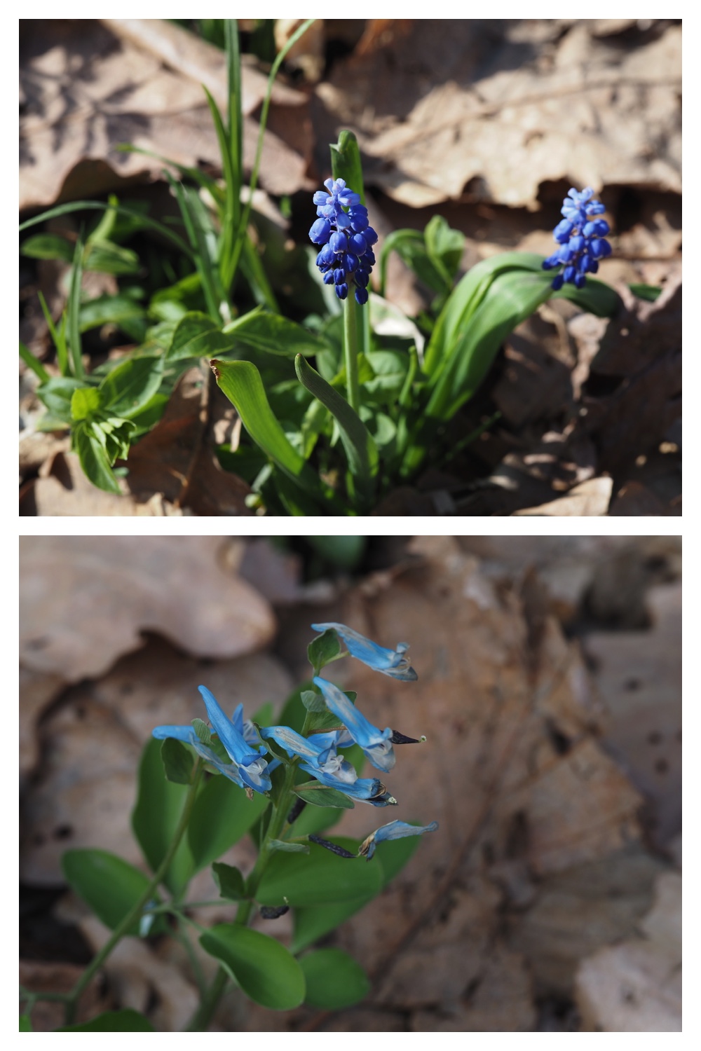 260426_Plants_14