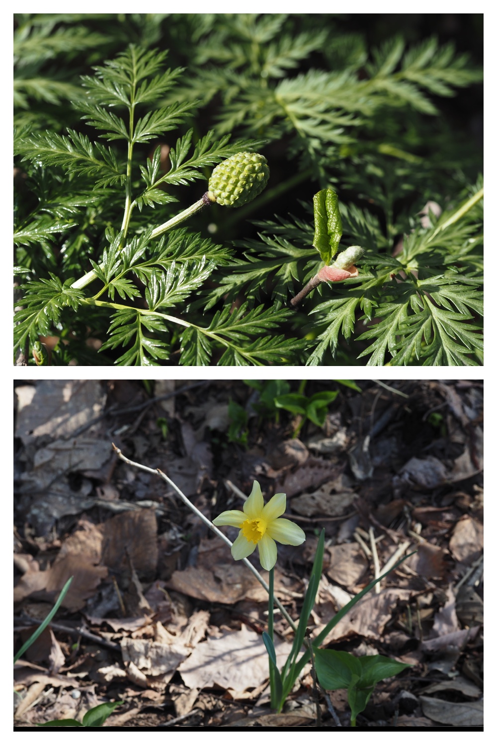 260426_Plants_15