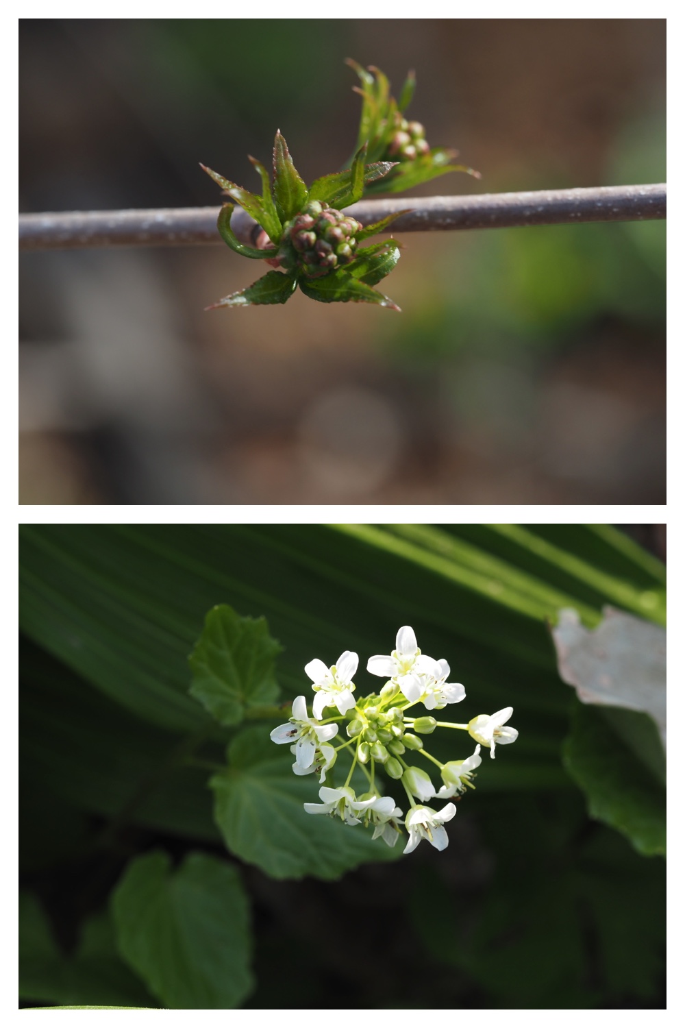 260426_Plants_17
