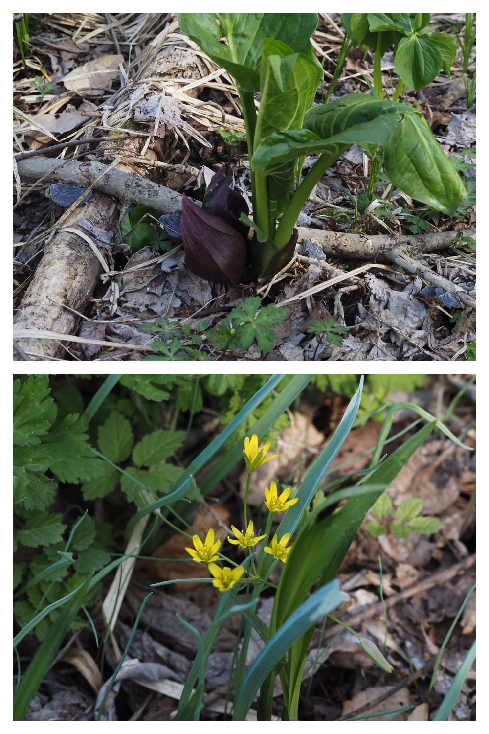 260426_Plants_18
