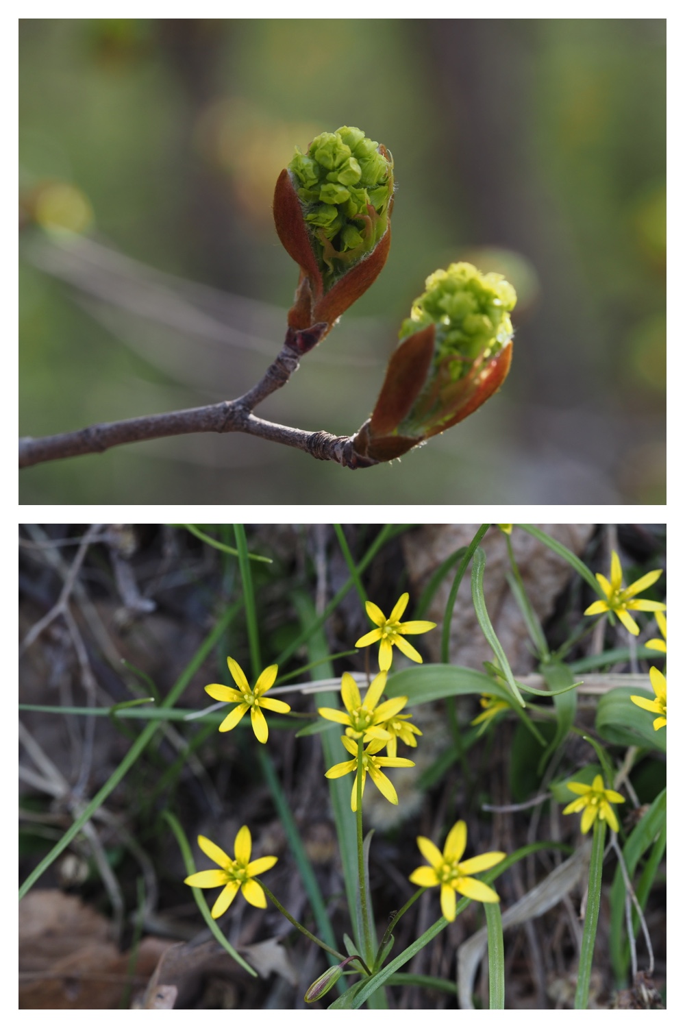 260426_Plants_19