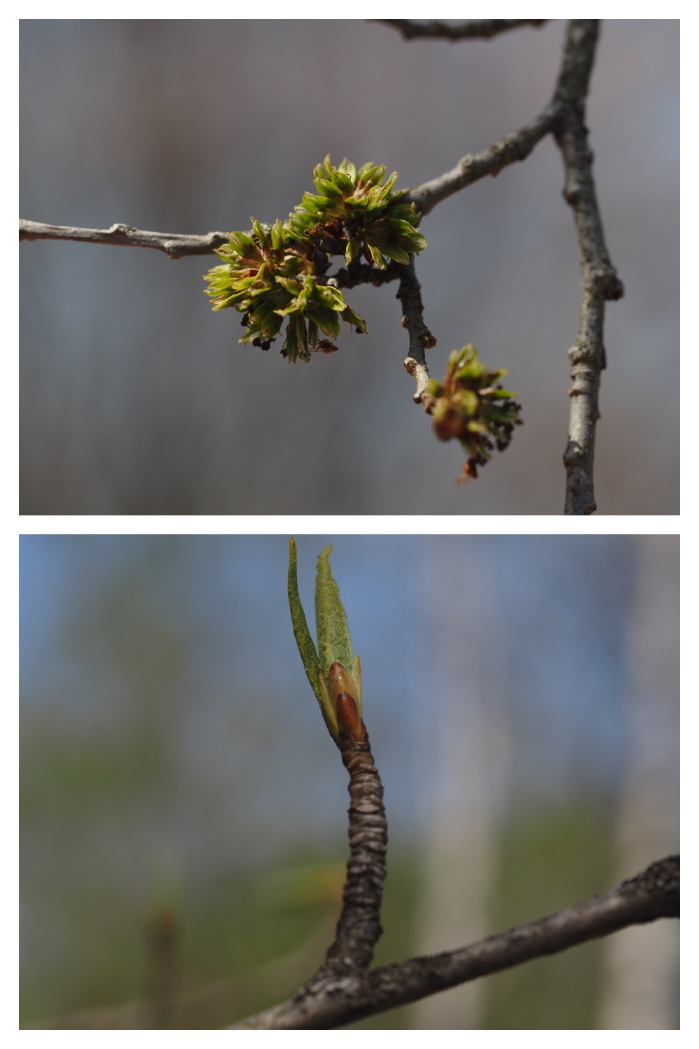 260426_Plants_4