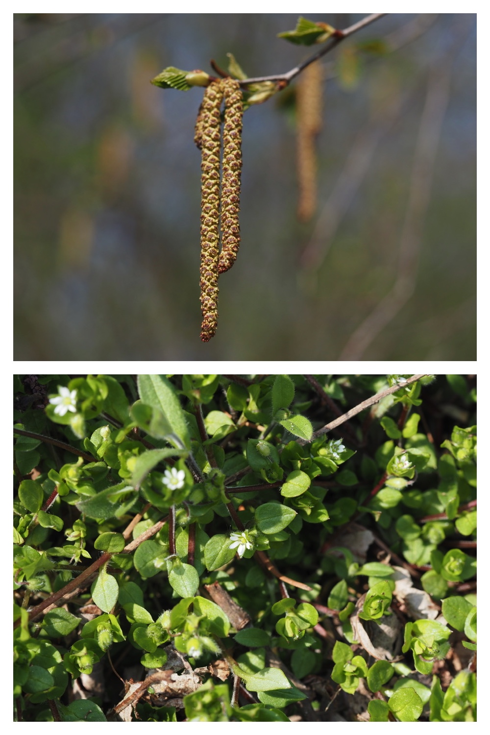 260426_Plants_5