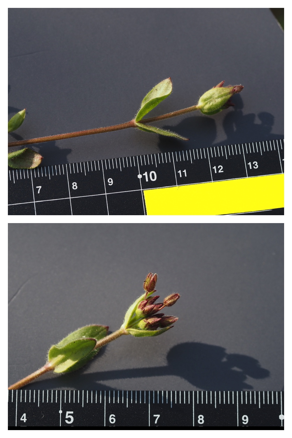 260426_Plants_8