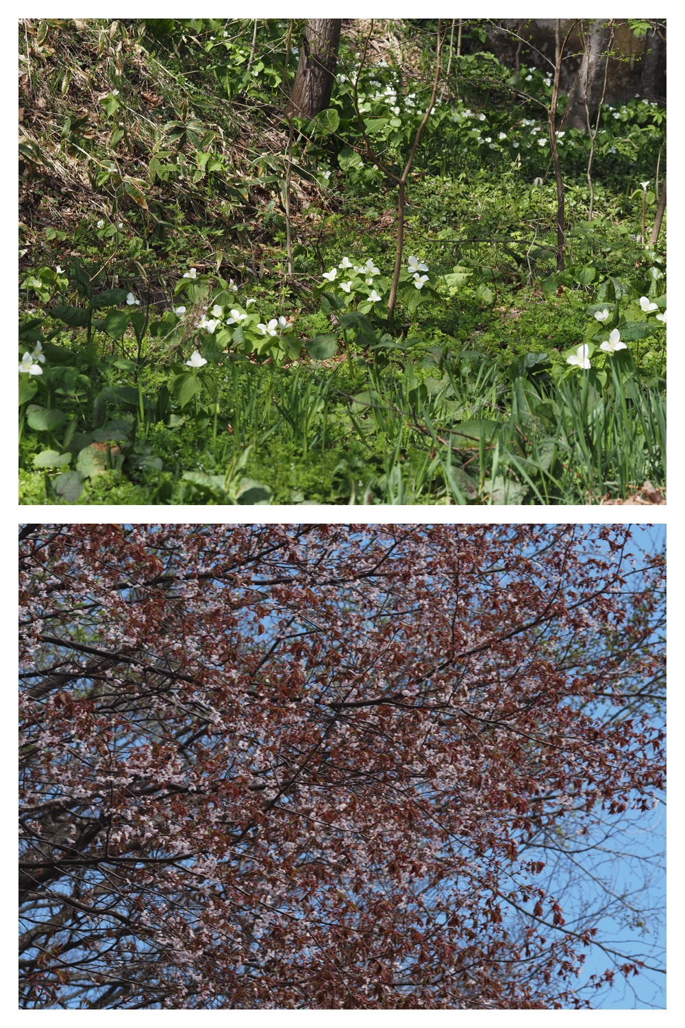 260428_Kunimiyama_33