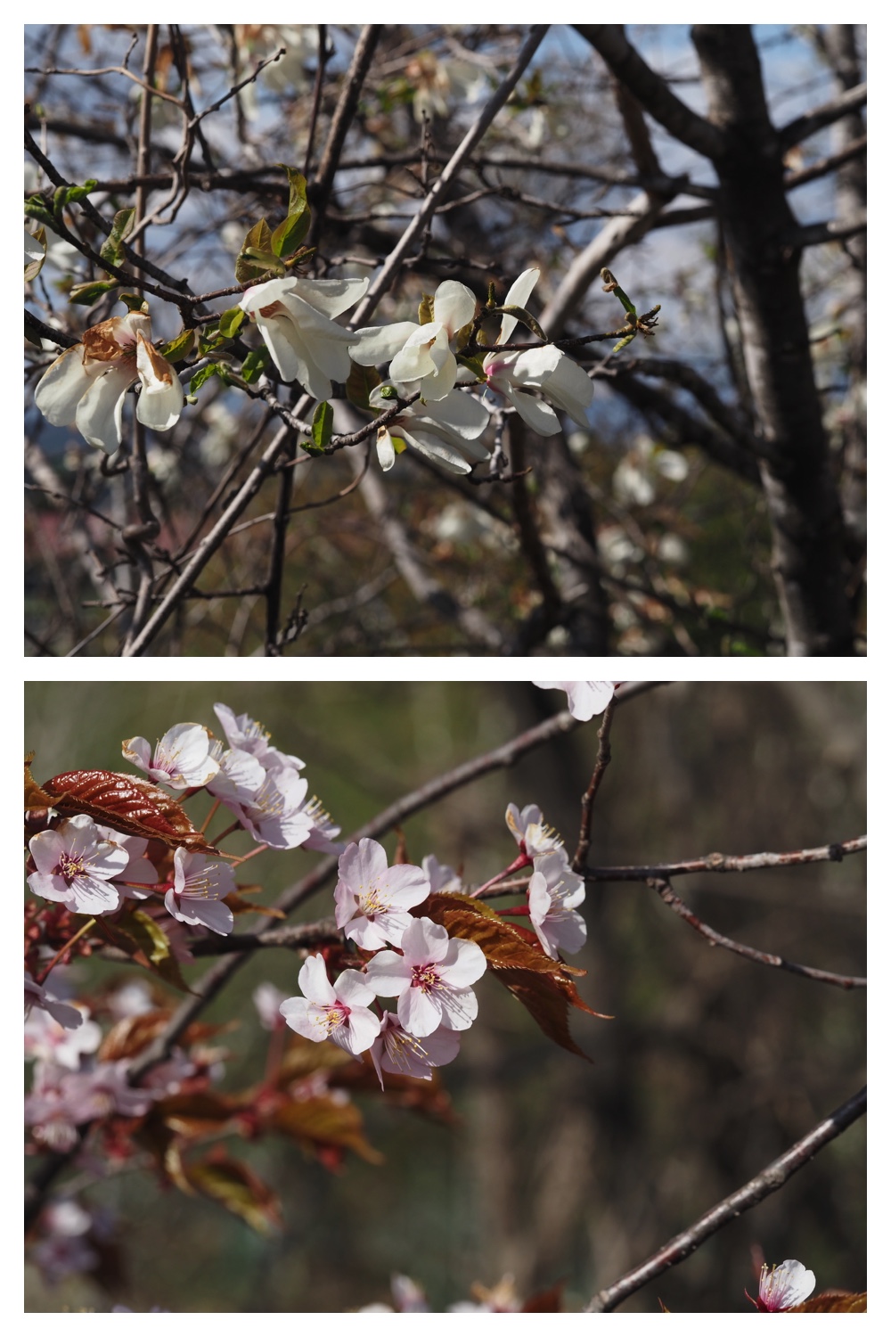 260428_Kunimiyama_34