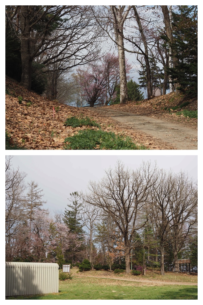 260429_Fuji-daibutsu_14