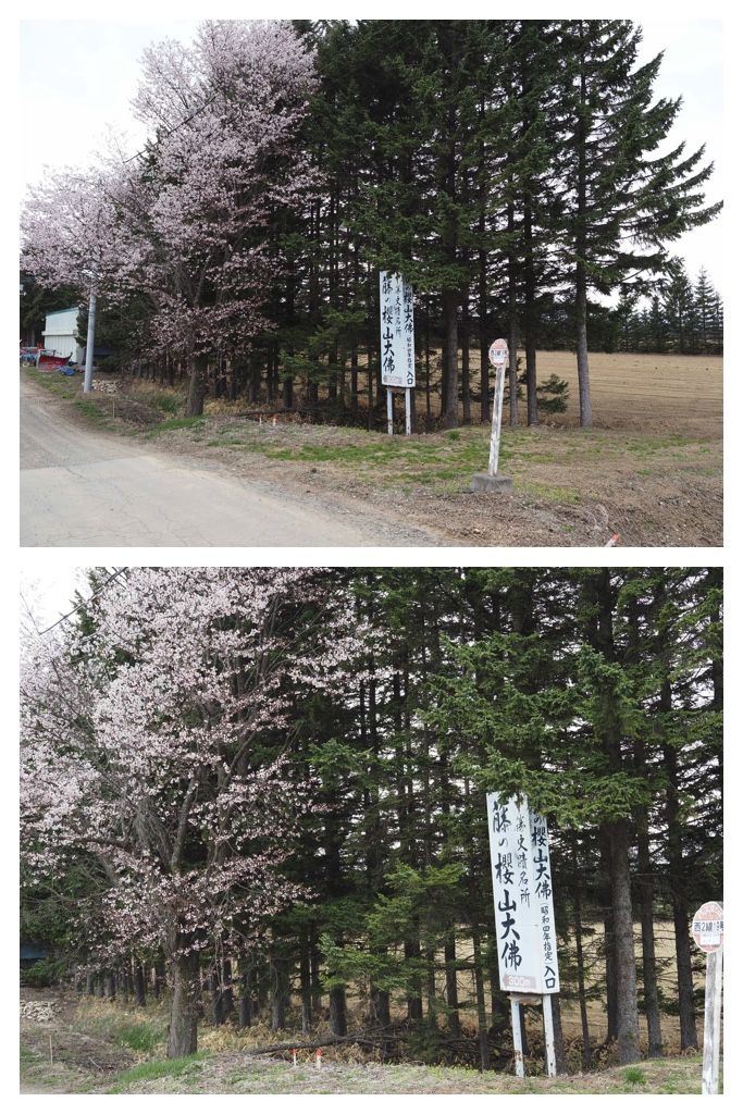 260429_Fuji-daibutsu_4