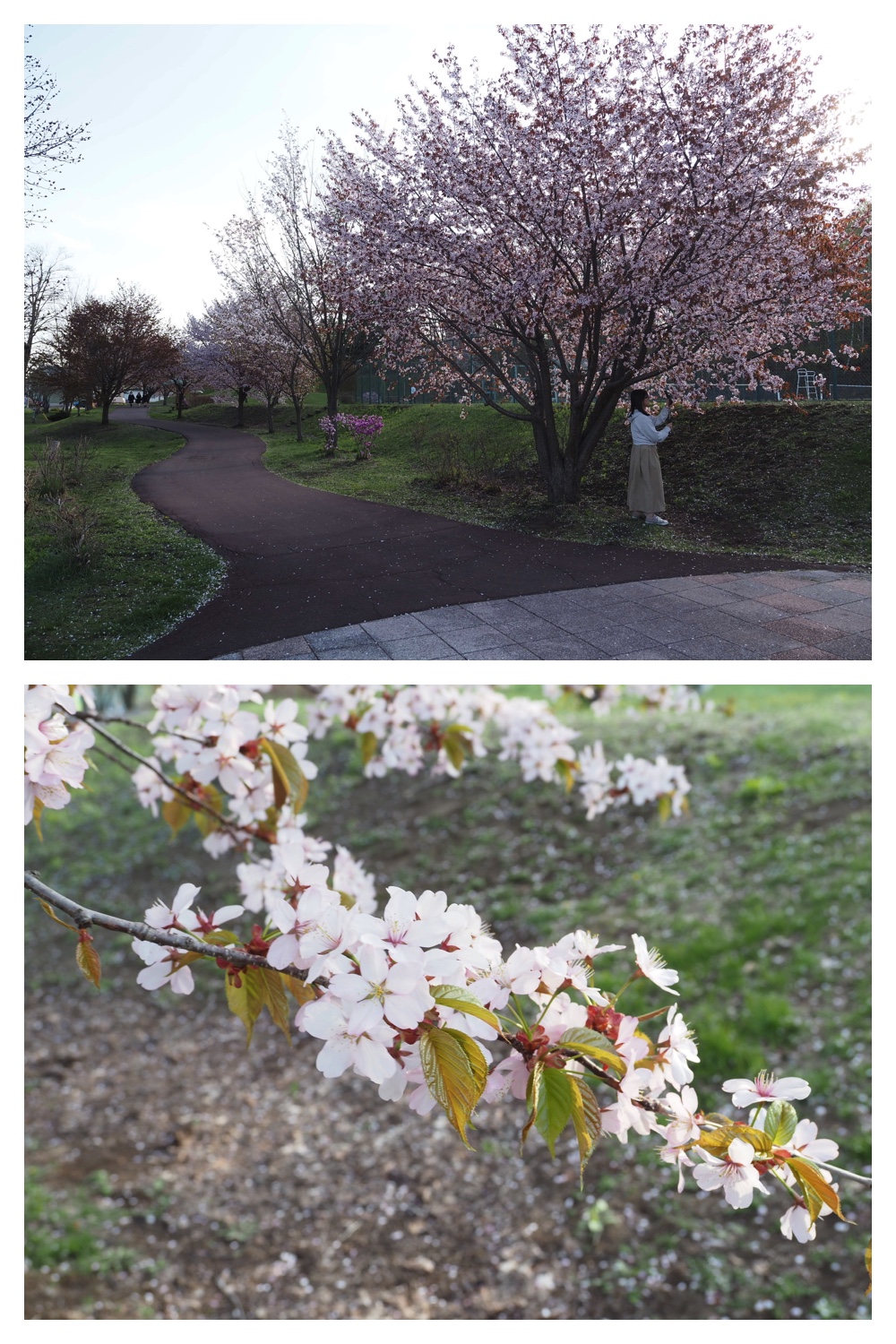 260430_Midorigaoka_13