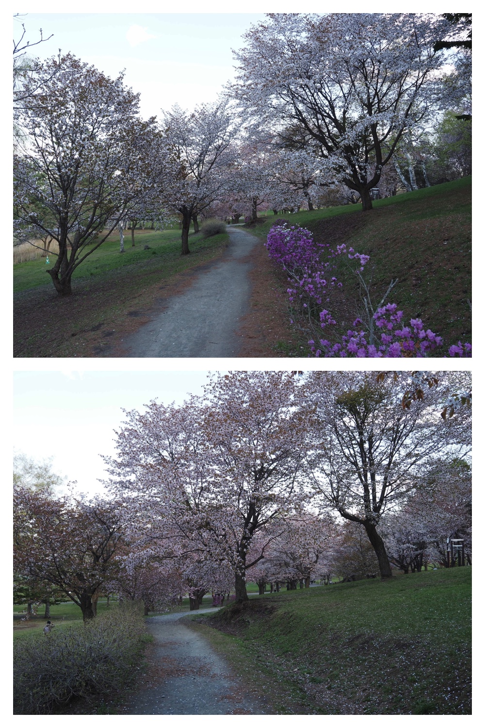 260430_Midorigaoka_14