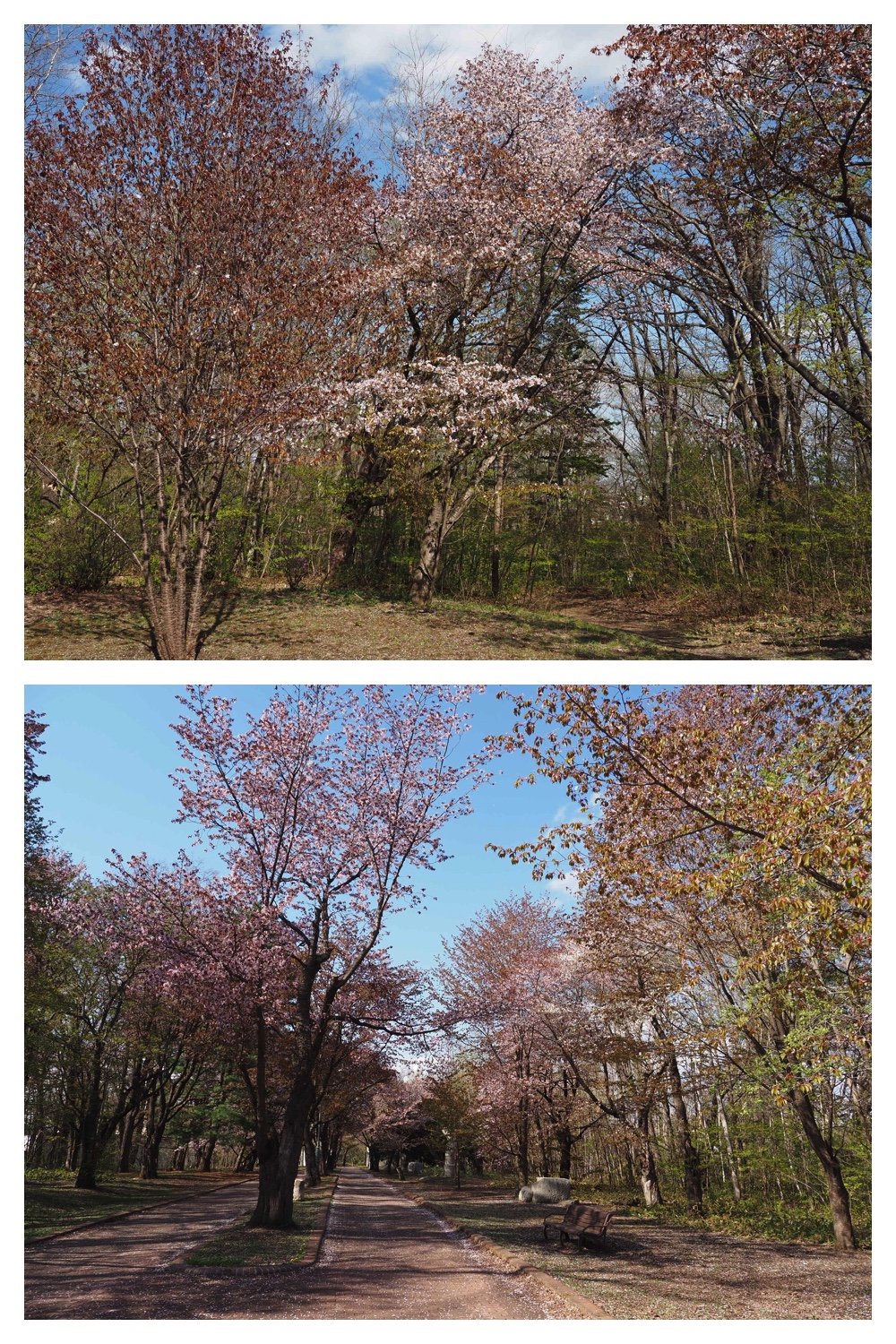 260430_Midorigaoka_3
