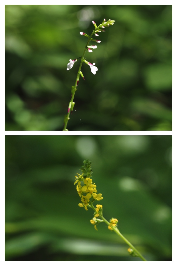260804_Hagukumu_5