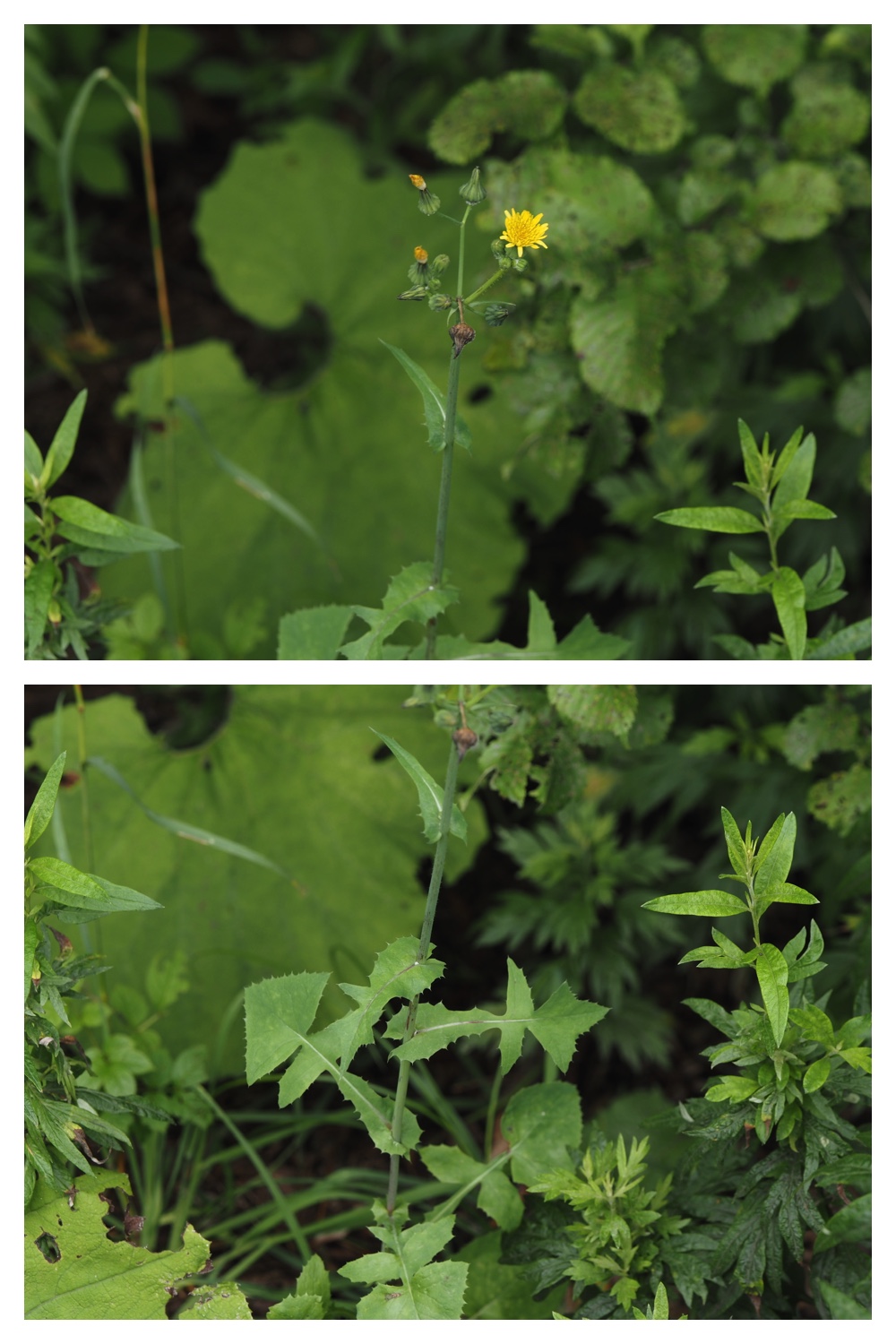260809_Chou-macro_14