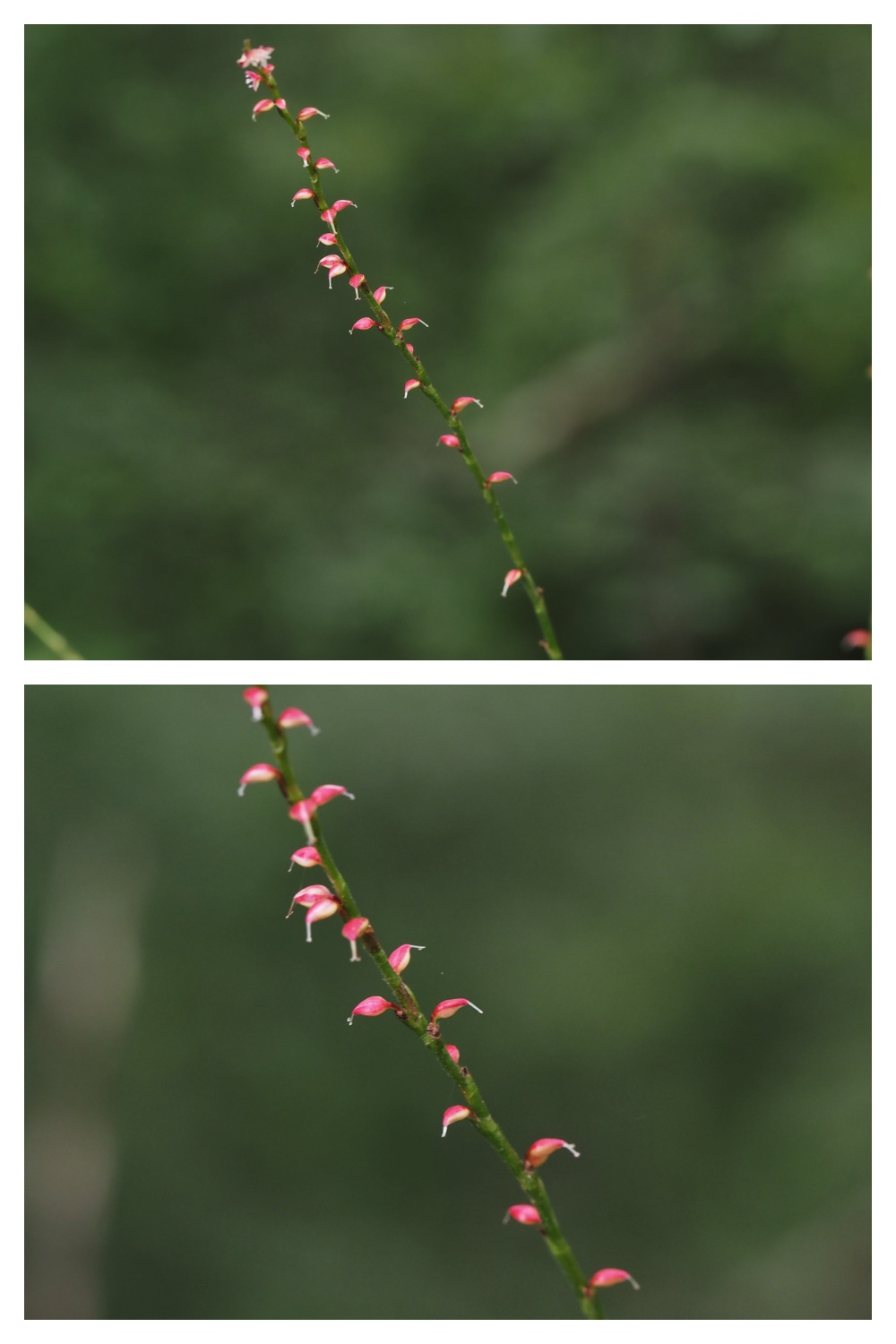 260809_Chou-macro_16