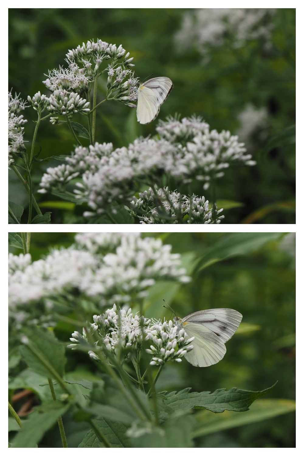 260809_Chou-macro_28