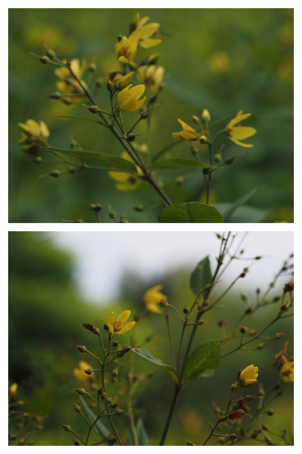 260809_Chou-macro_29