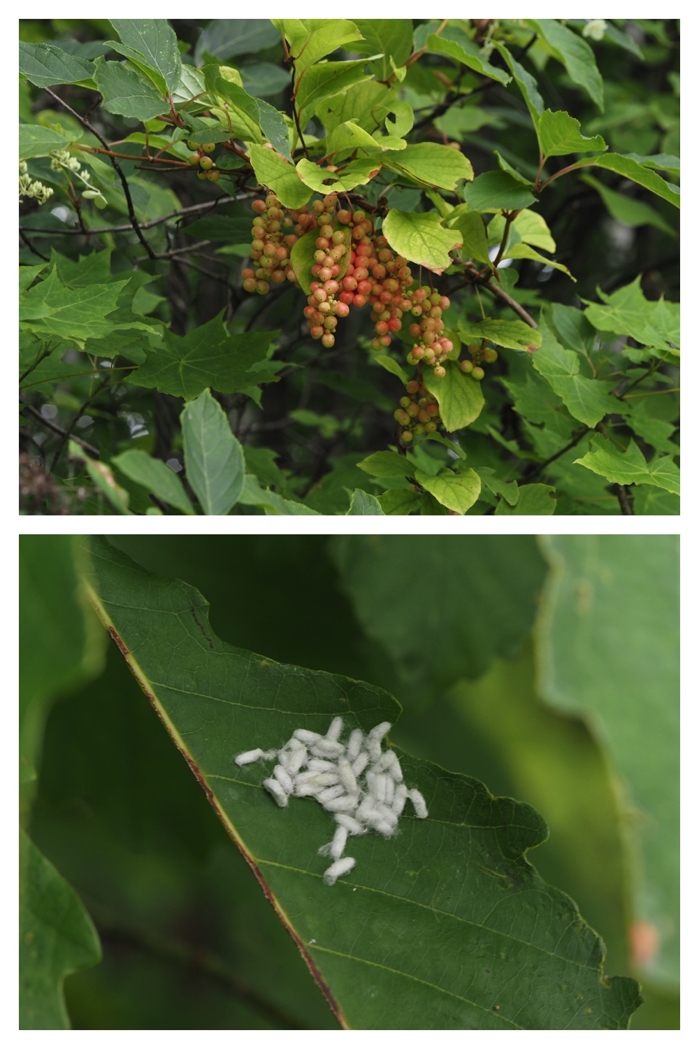260809_Chou-macro_9