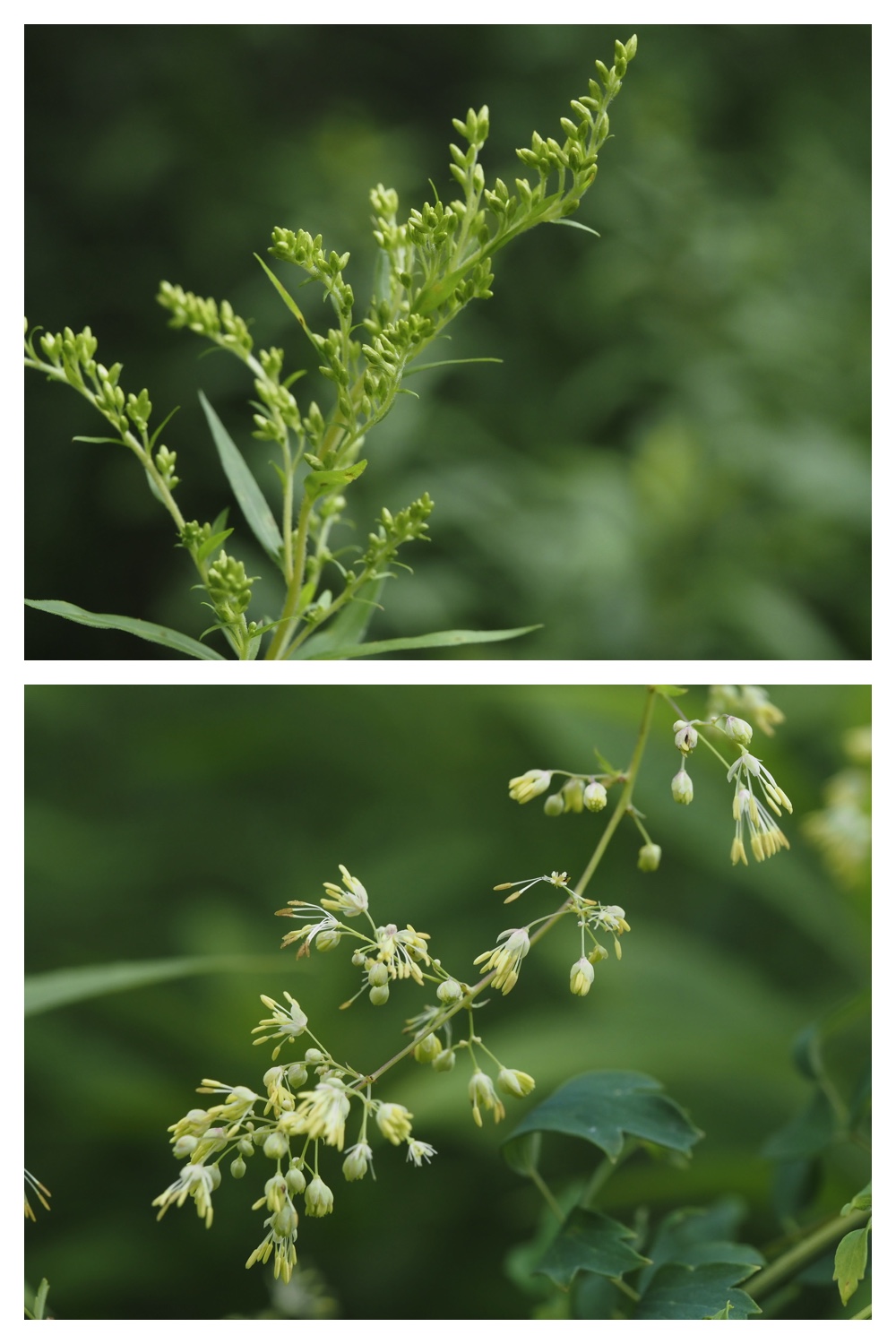 260809_Plants-macro_11