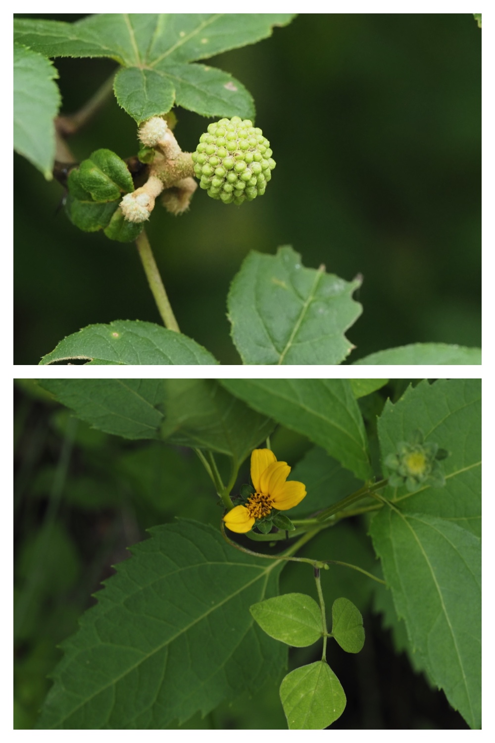 260809_Plants-macro_14