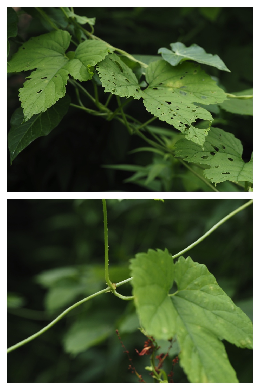 260809_Plants-macro_17