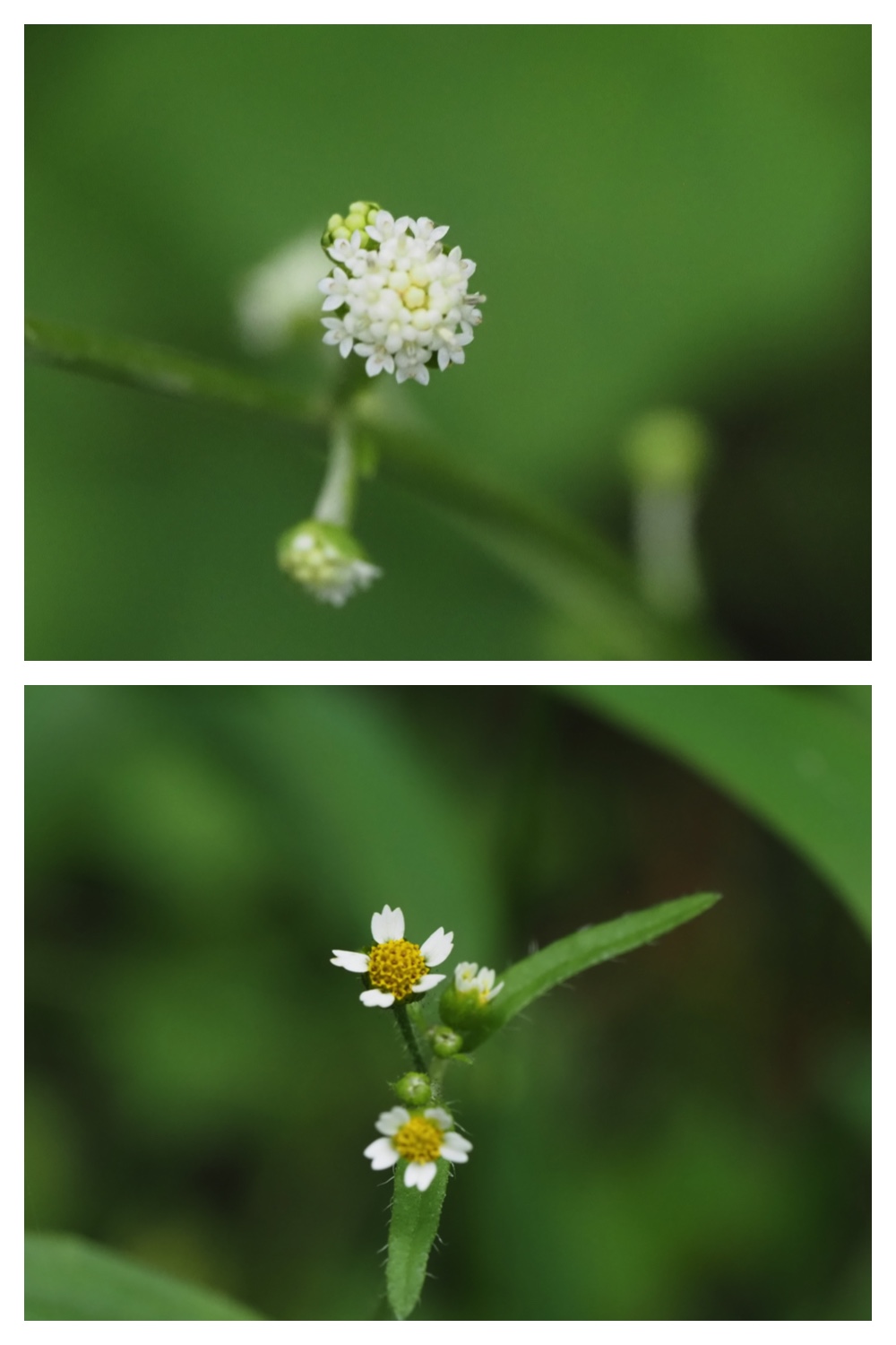 260809_Plants-macro_20