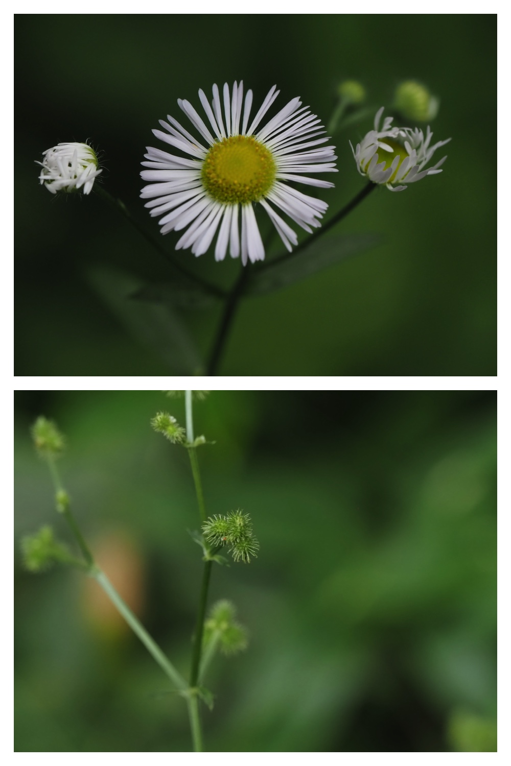 260809_Plants-macro_21