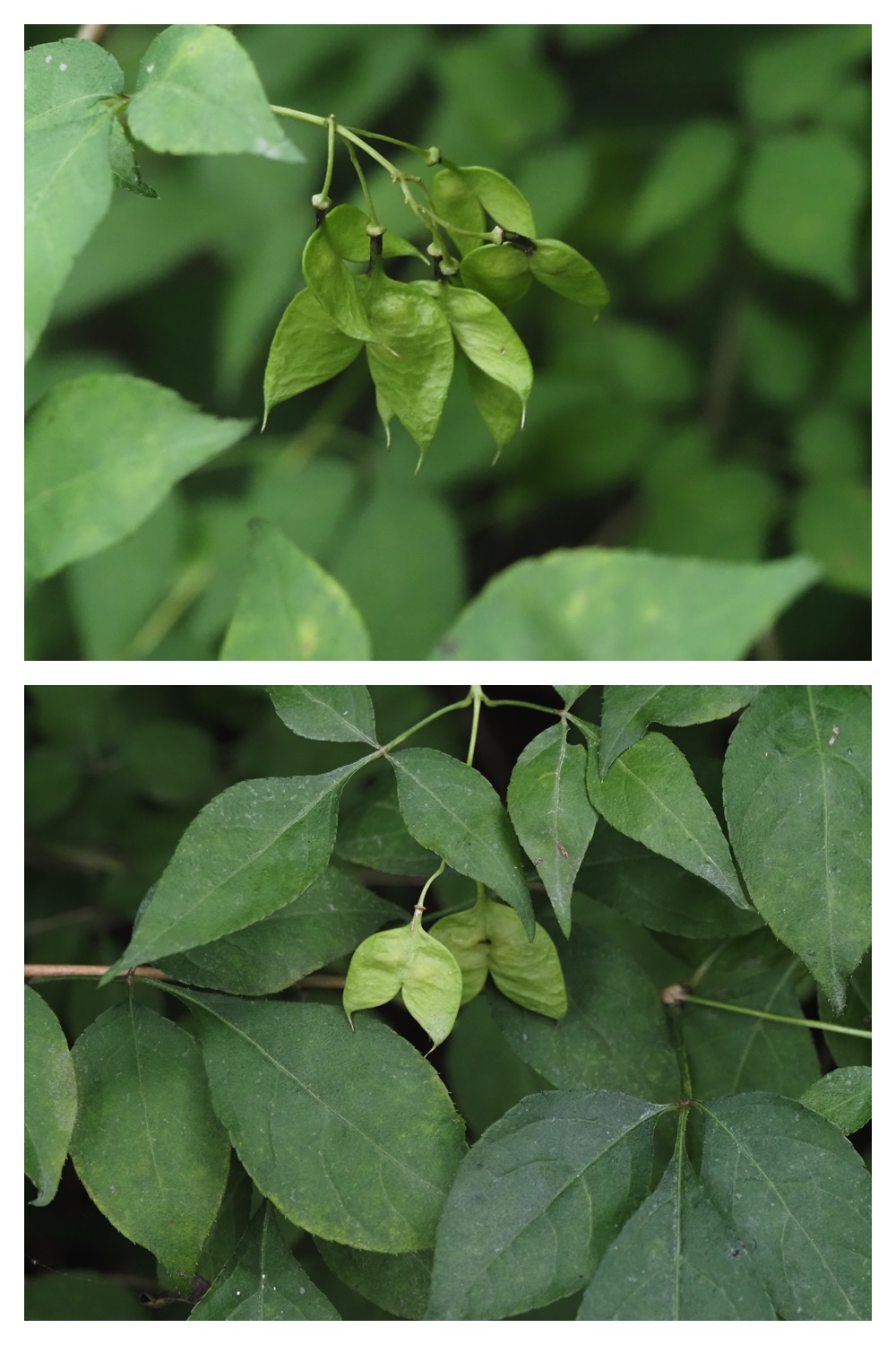260809_Plants-macro_25