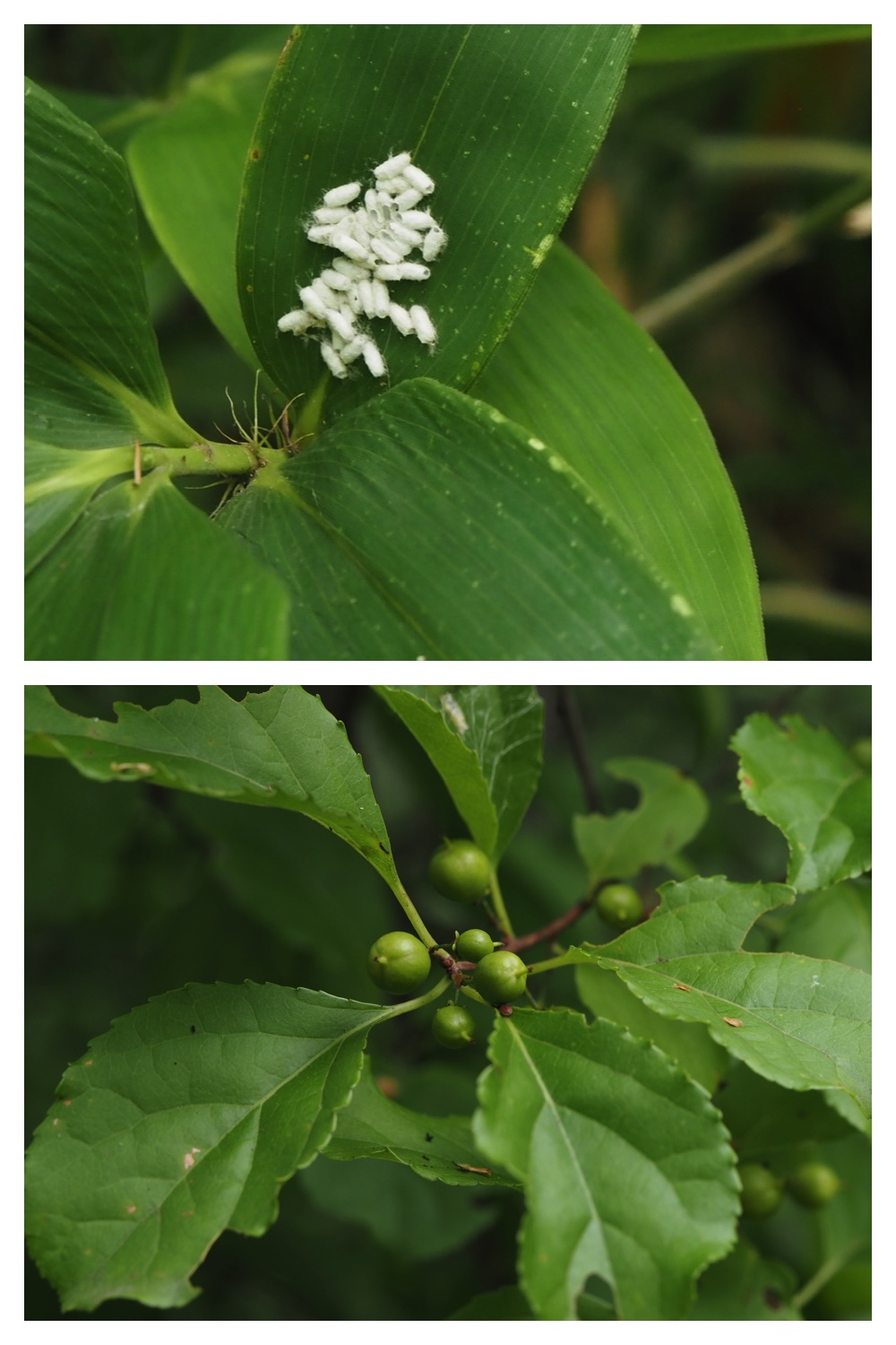 260809_Plants-macro_4