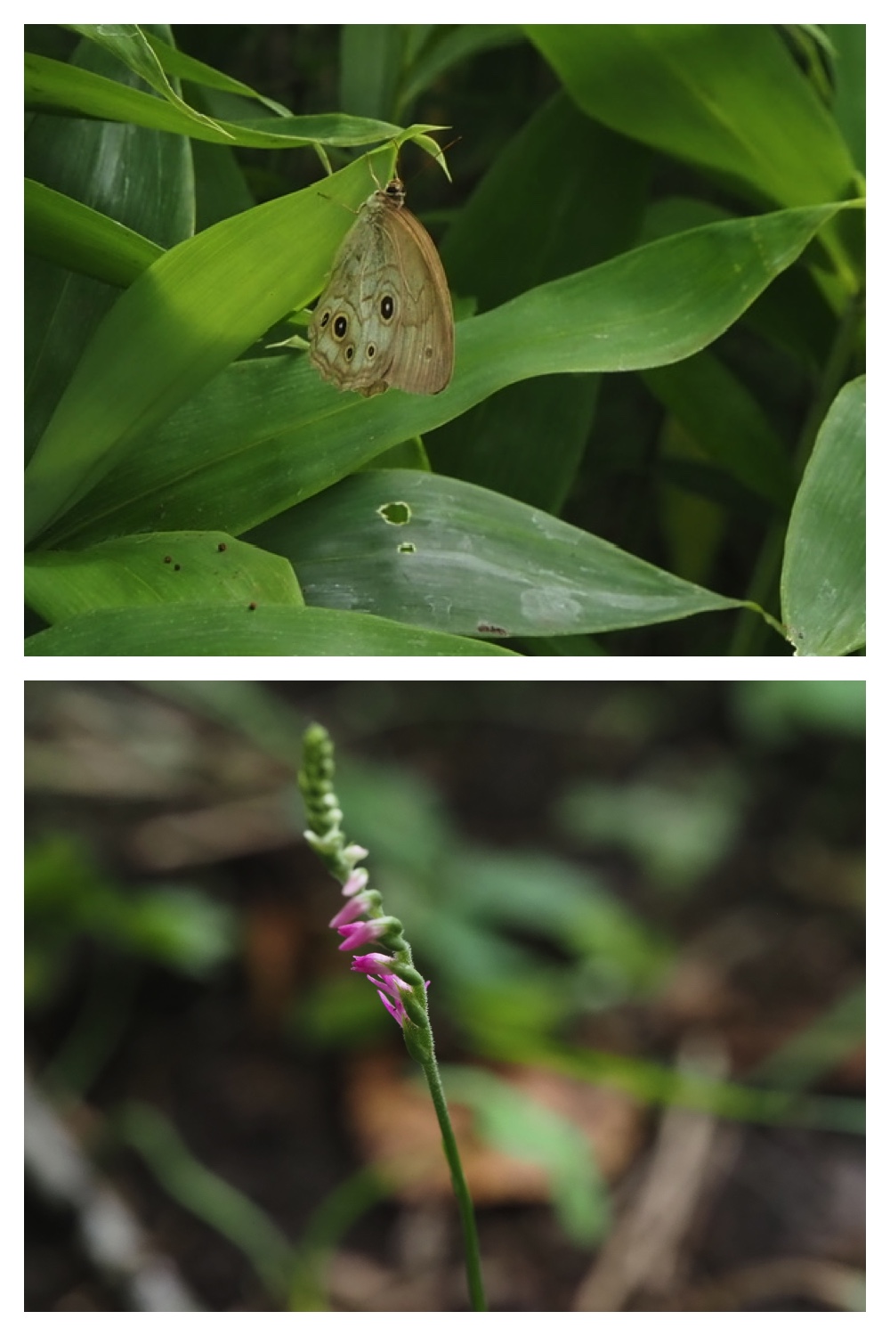 260809_Plants-macro_6